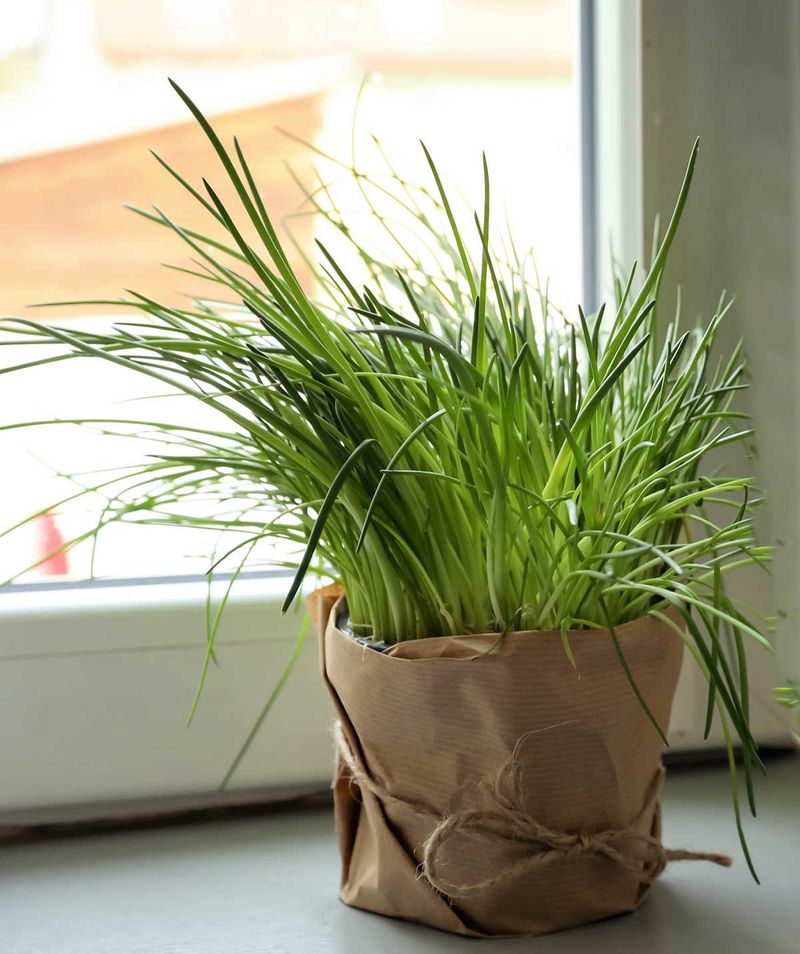Chives