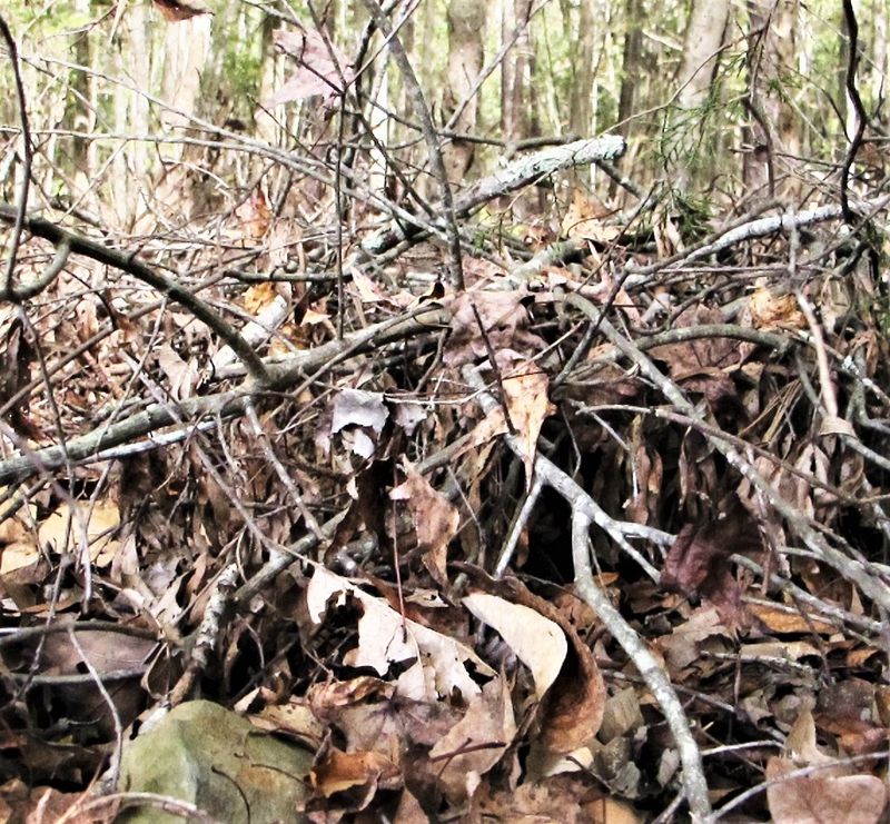 A leaf-litter refuge is not the same as a compost heap