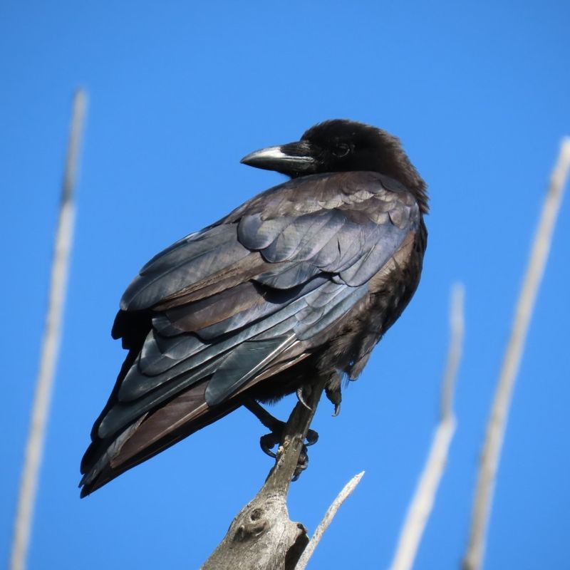 American Crows