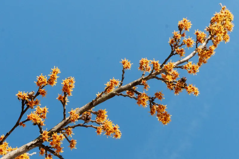 Choose Hamamelis virginiana for a realistic October payoff