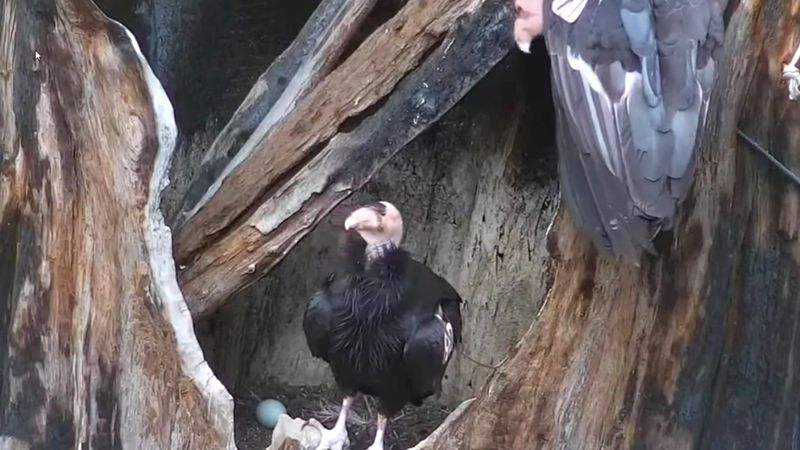 Why nest in an old-growth redwood?