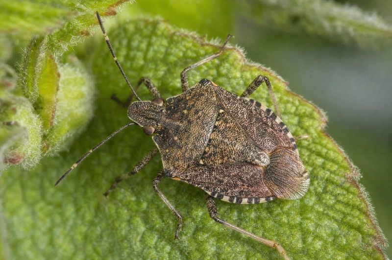 Brown Marmorated Stink Bugs