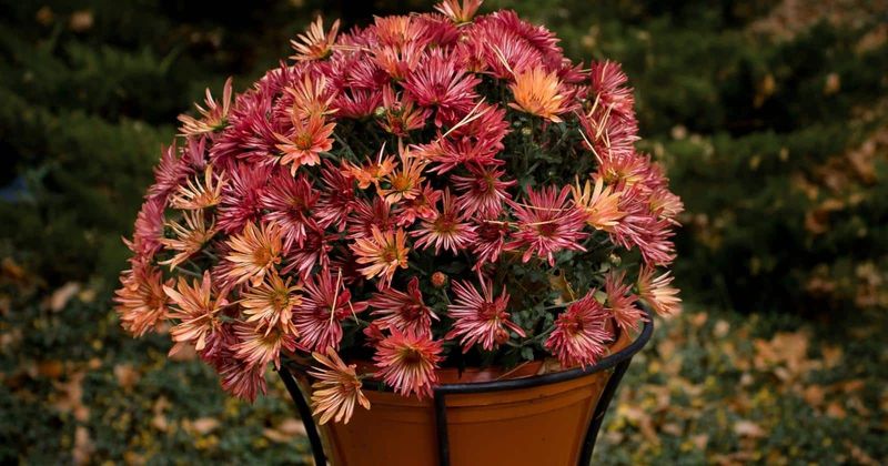 Protect potted mums differently