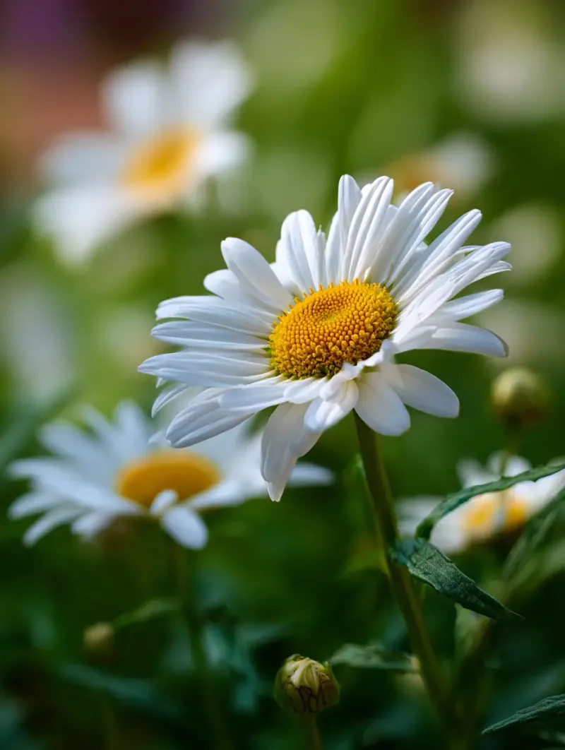 Shasta Daisy (Leucanthemum)