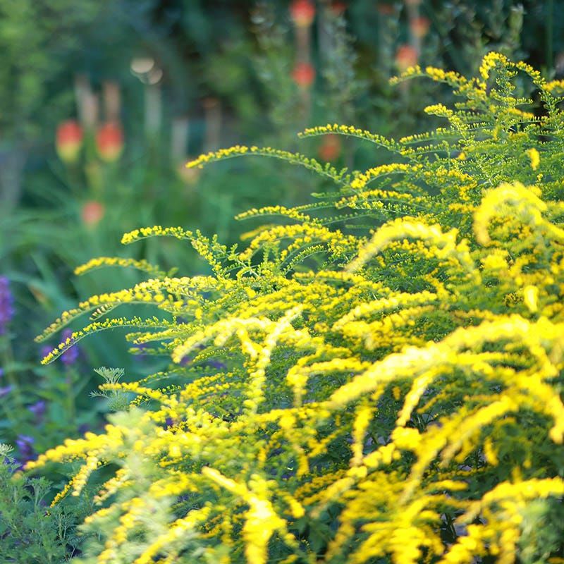 Goldenrod (Solidago)