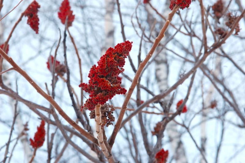 Sumac (Rhus spp.)