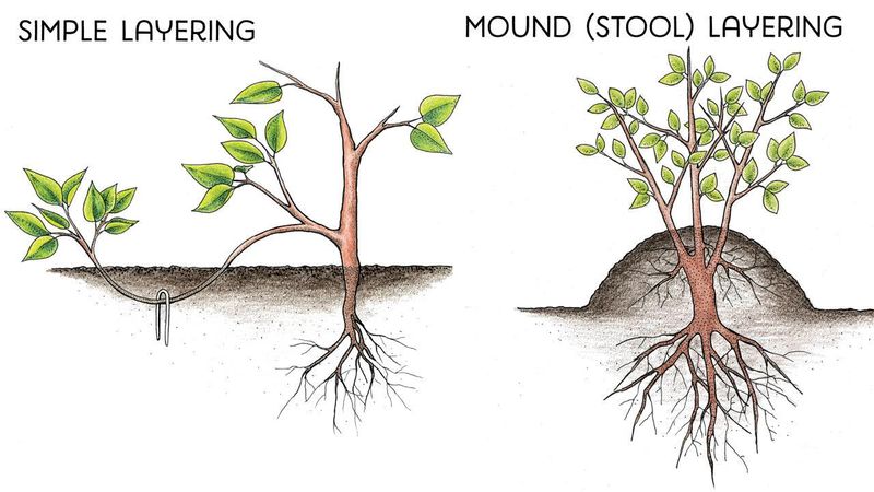 Layer Bare Vines on the Soil Surface