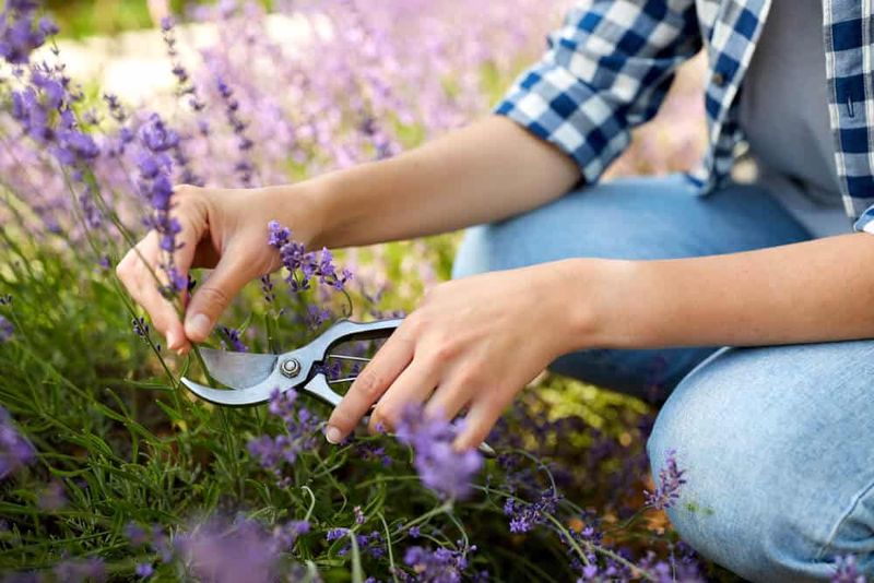 Deadhead Spent Flowers Regularly