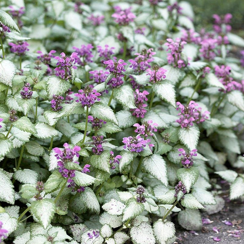 Lamium (Dead Nettle)