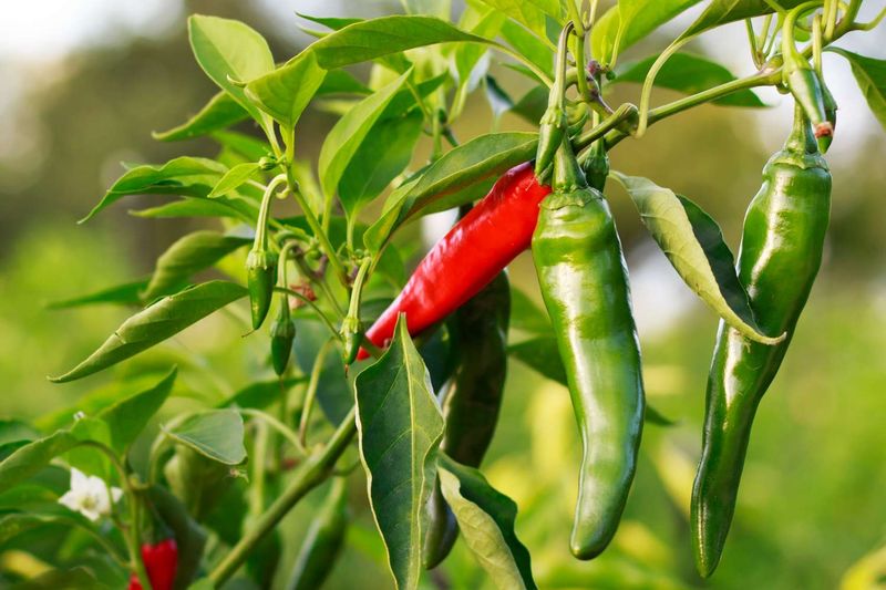 Peppers