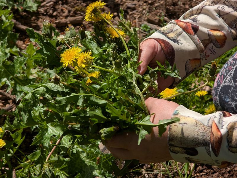 Harvest greens only when you know the site is safe