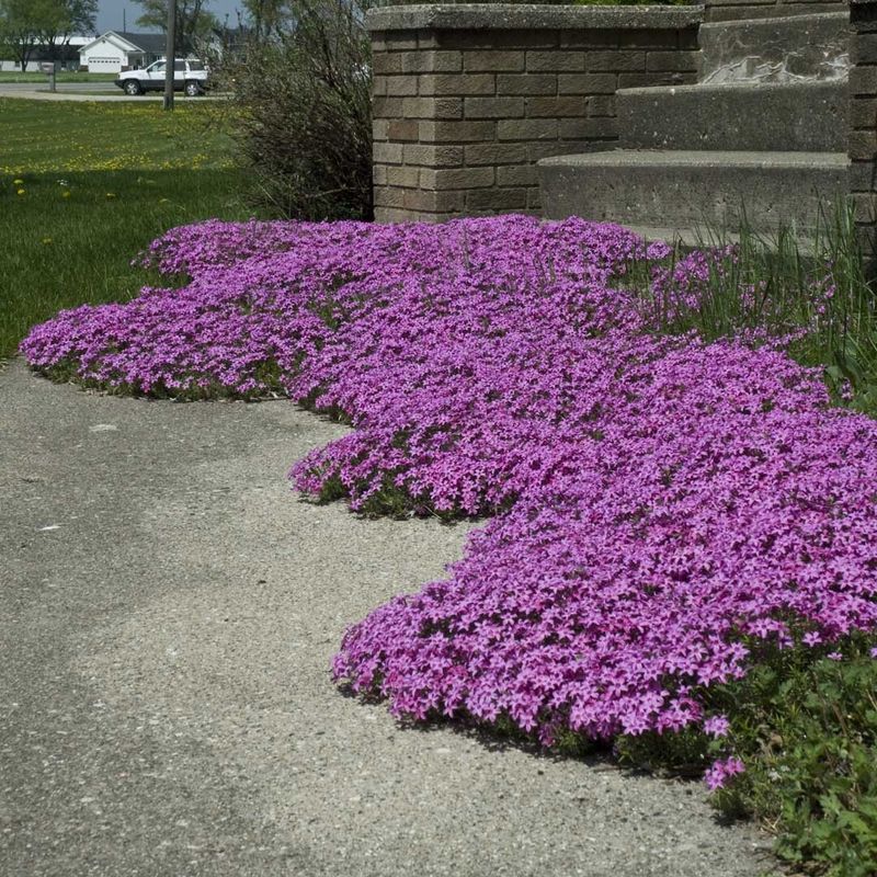 Creeping Phlox