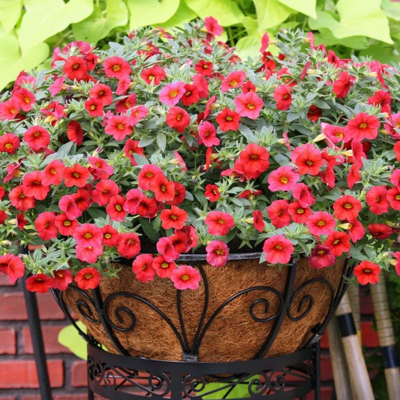Calibrachoa (Million Bells)