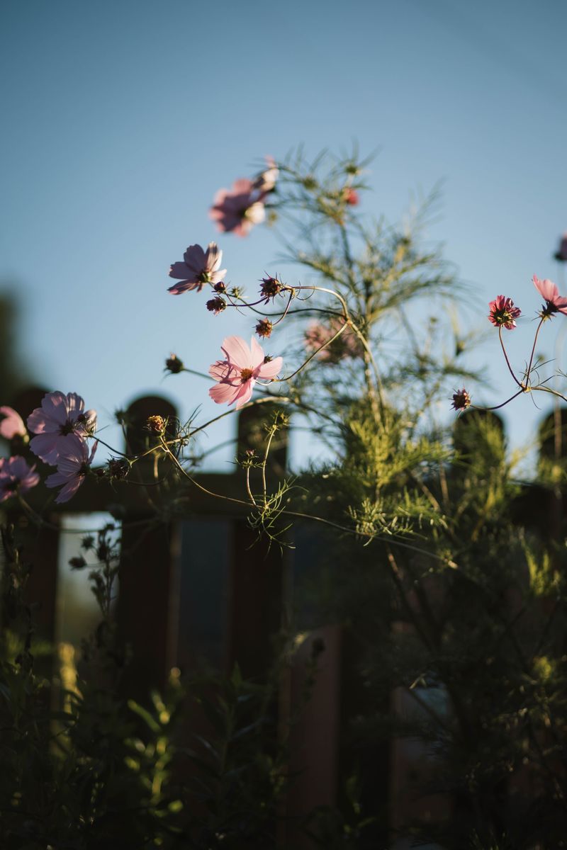 Cosmos