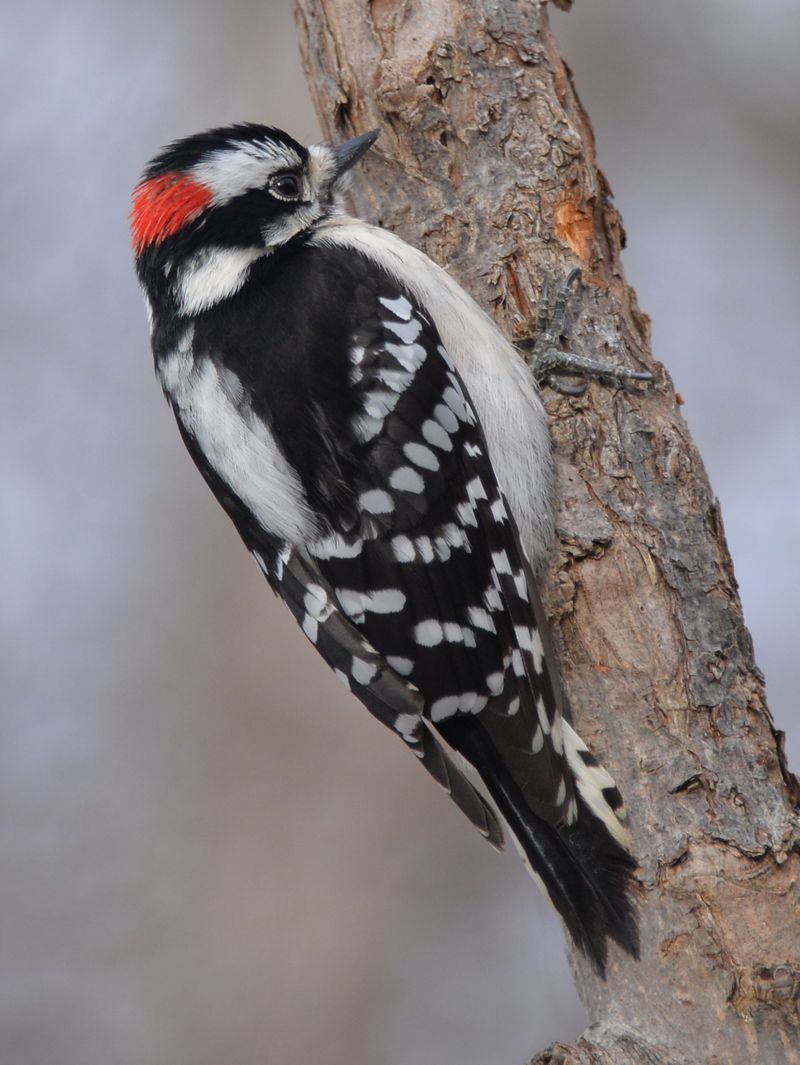 Woodpeckers