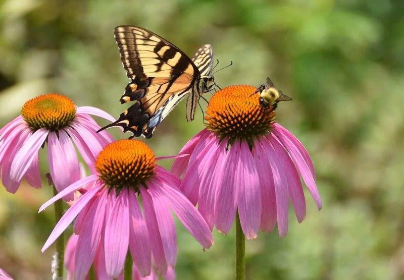Coneflower (Echinacea purpurea)