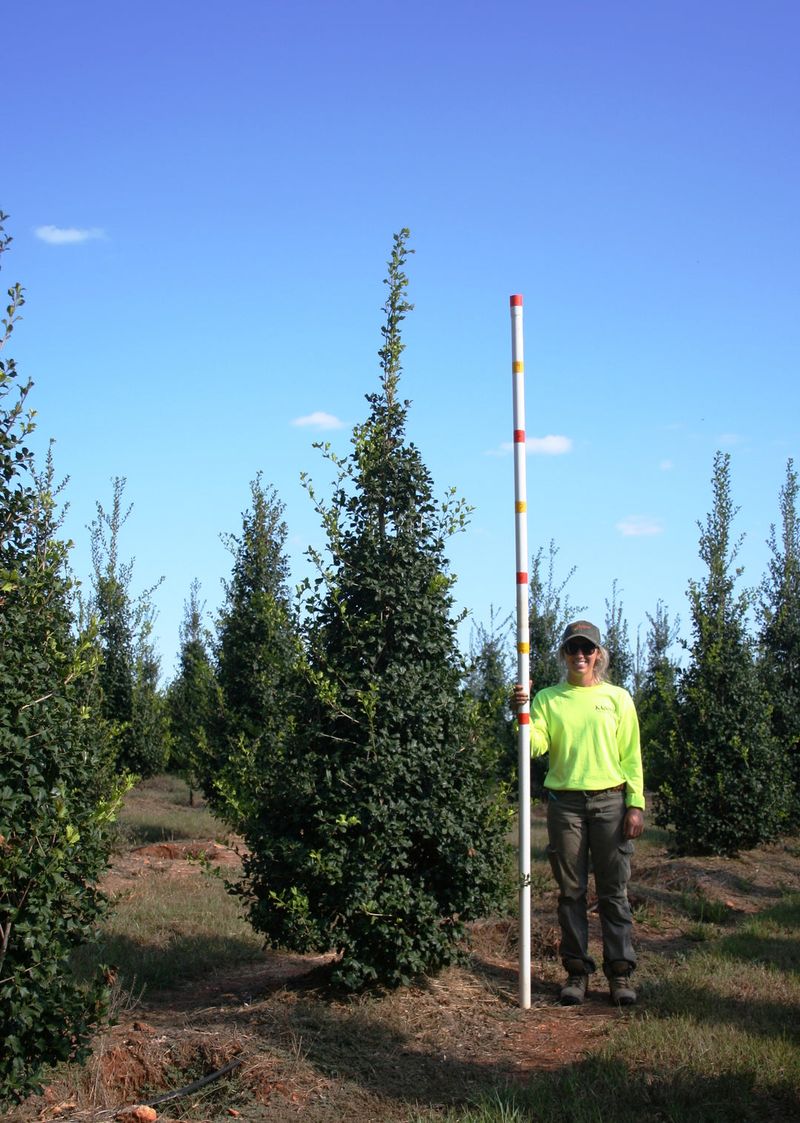Choose a site that can handle a future 60-foot tree