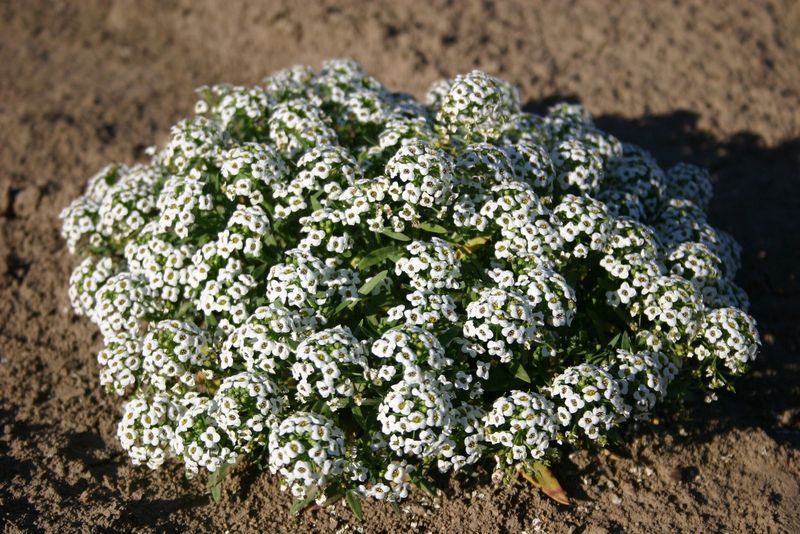 Sweet Alyssum (Lobularia maritima)
