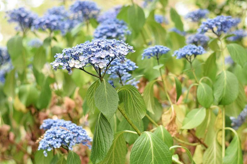 A weak hydrangea bloom does not mean the plant is lost