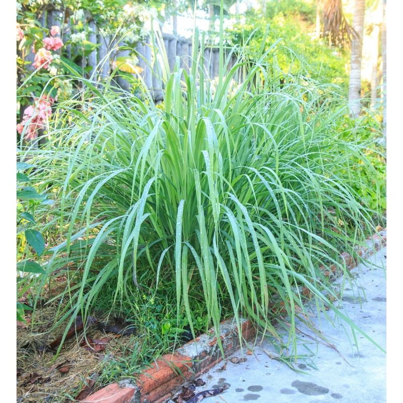 Lemongrass