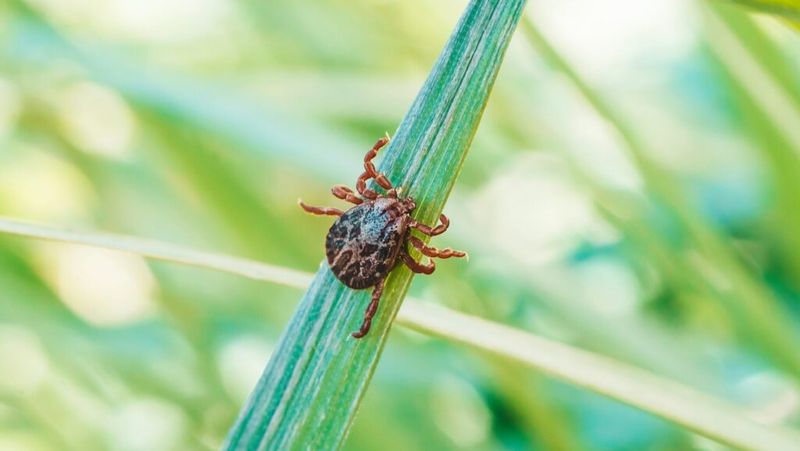 Keep the Habitat Damp, Managed, and Tick-Safe