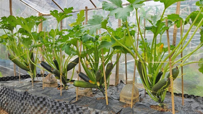 Squash and Zucchini