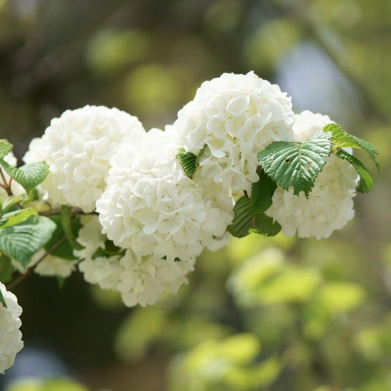 Viburnum