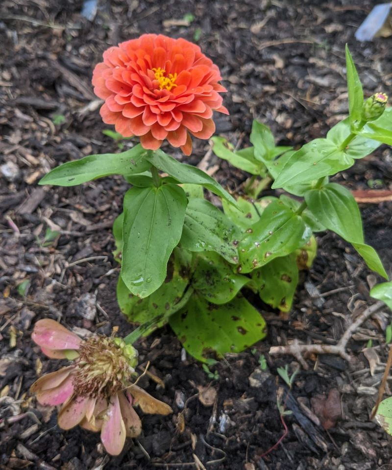 Petals Fading Or Bleaching In Color