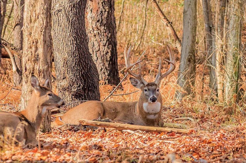 Read the Evidence Before You Decide What the Deer Needs