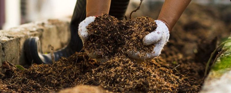 Provide Well-Drained, Fertile Soil