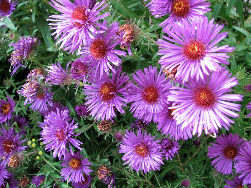 New England Aster (Symphyotrichum novae-angliae)