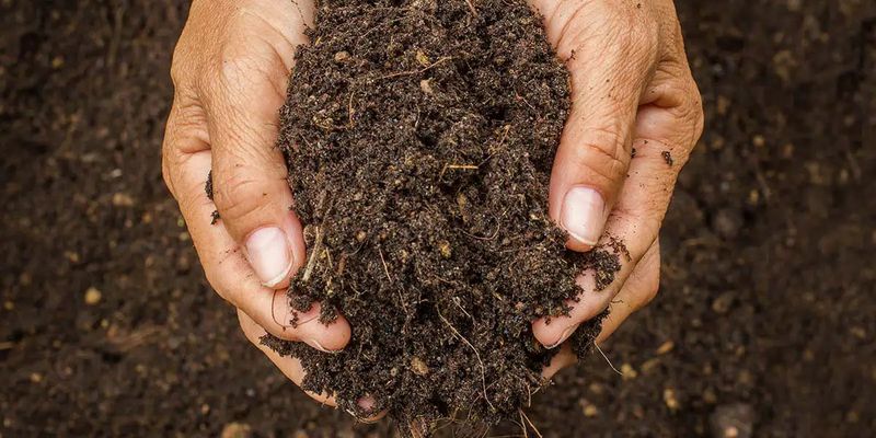 Boost the Soil With Compost for Better Water Retention