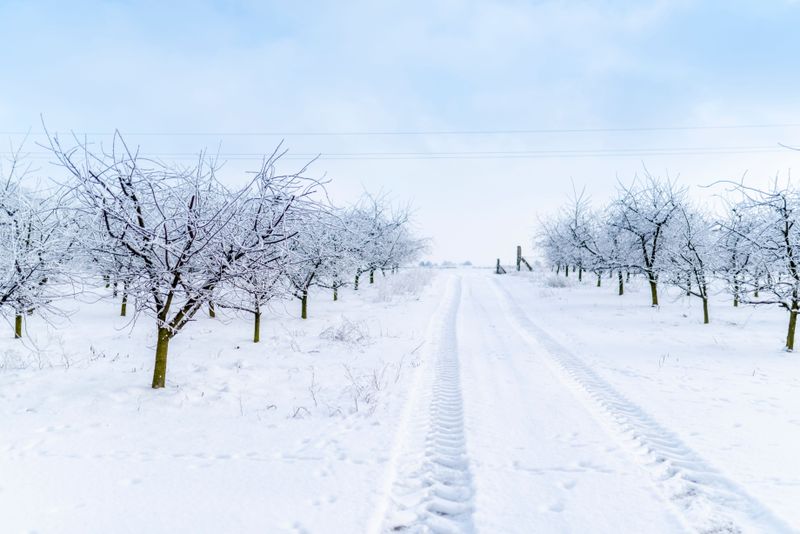 Care And Maintenance Through Illinois Winters