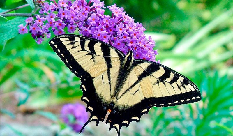 Butterfly bush attracts adults but does not complete the habitat
