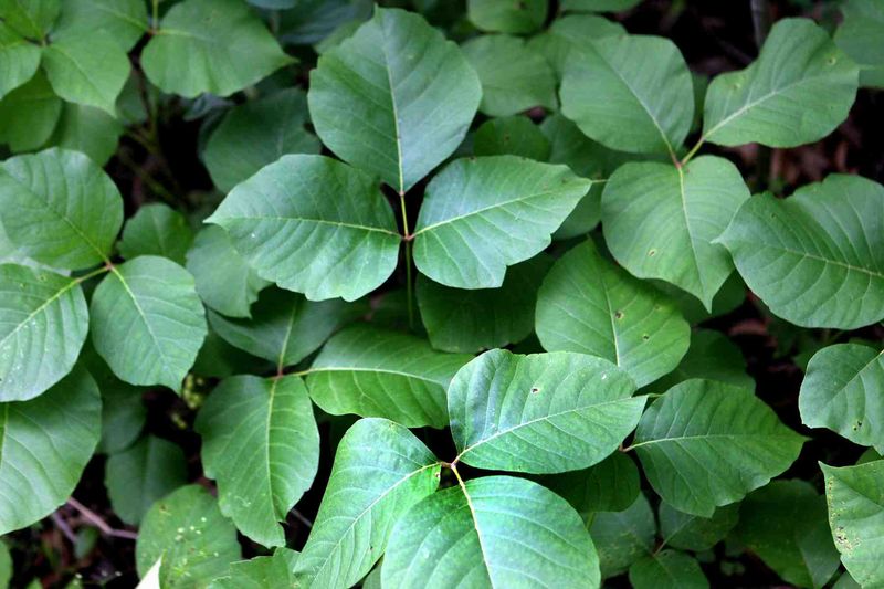 Toxic Plants