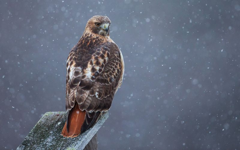 The hawk may be reading an opportunity, not sending a definite signal