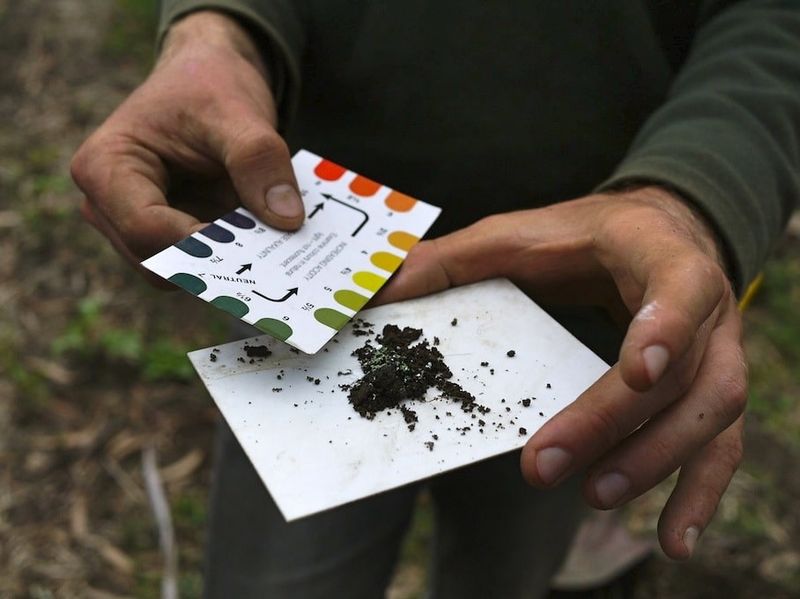 Check and Adjust Soil pH