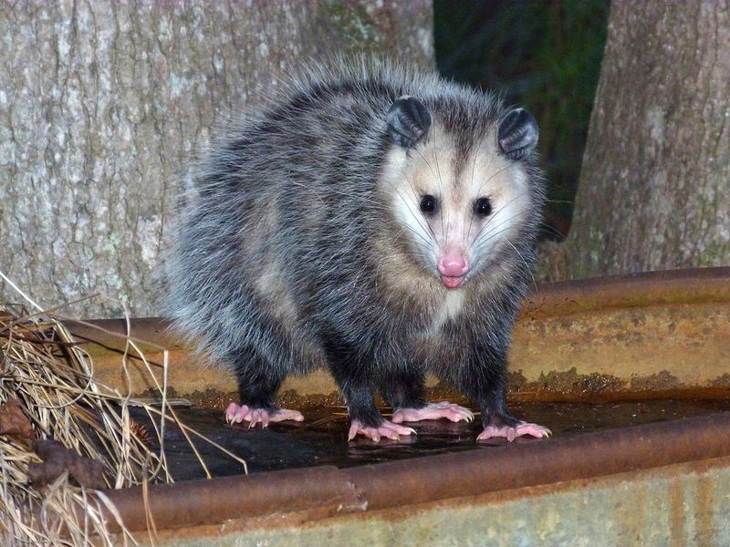 The original experiment measured feeding success, not a backyard cleanup