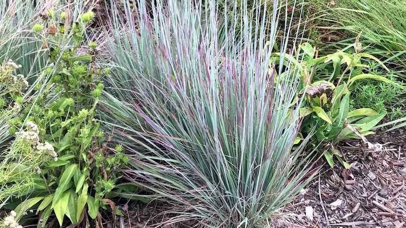 Little bluestem offers a different shape, not the same weed barrier