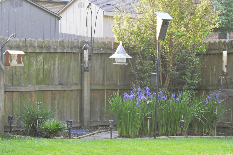 A Pesticide-Free, Bird-Friendly Yard