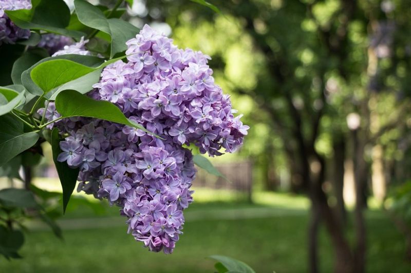 Lilacs