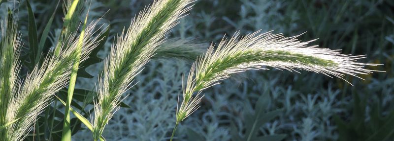 Canada Wild Rye