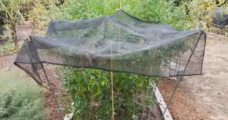 When heat spikes, afternoon shade can help
