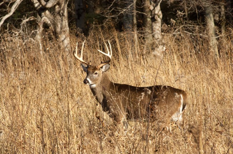 Check local rules before feeding deer