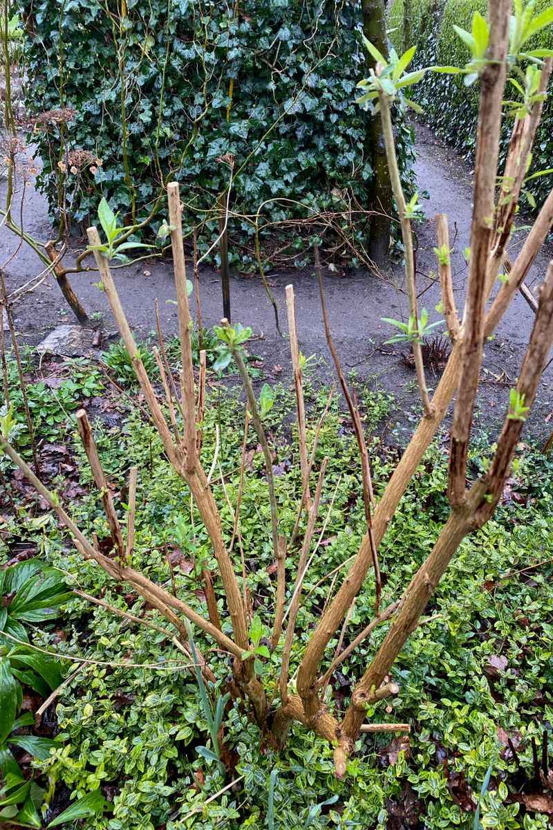Save substantial pruning for late winter or early spring