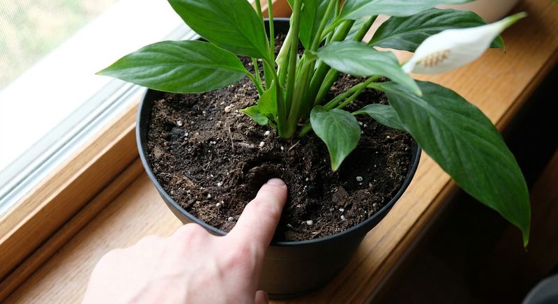 Check the potting mix before you water again