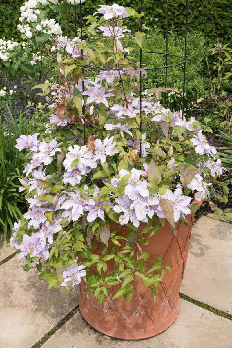 Clematis