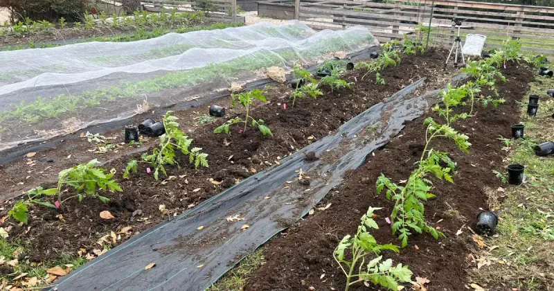 Treat the planting window as influential, not irreversible