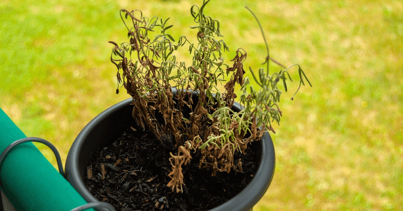 Avoid Overwatering
