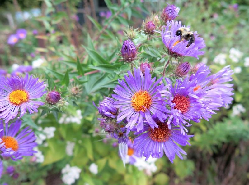 New England Aster